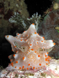 Nudibranchia :) by John Hill 